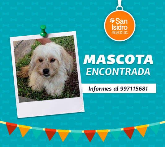 Hulk- Mascota Encontrada