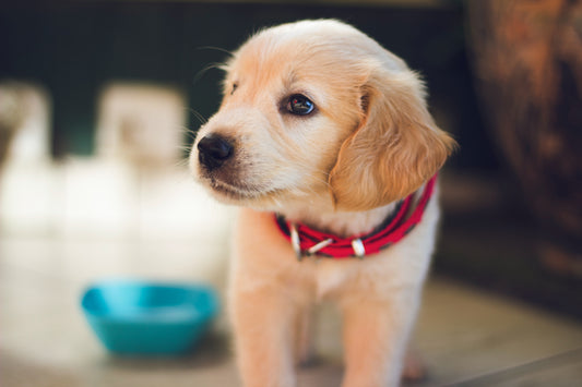 ¿Cómo bañar a un perro?