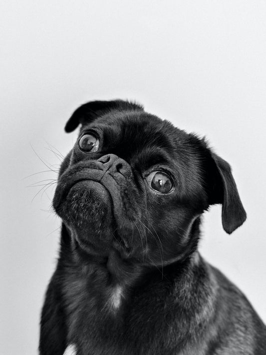 Toby- Mascota Perdida