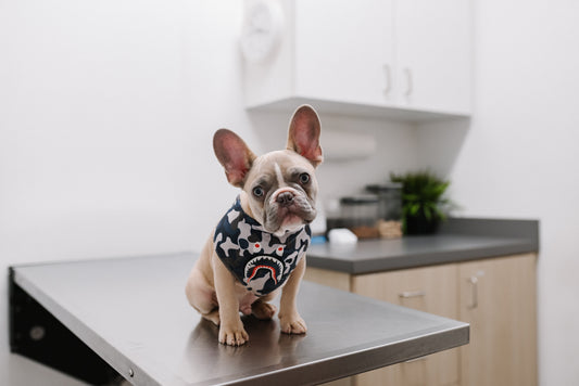 Vacunas para perros cuándo ponérselas y para qué es cada una