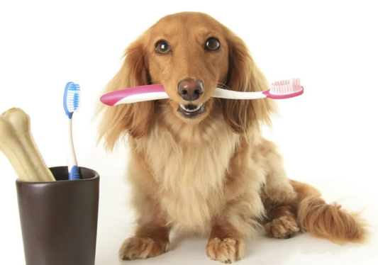 Descubre estos 3 secretos para una sonrisa canina irresistible