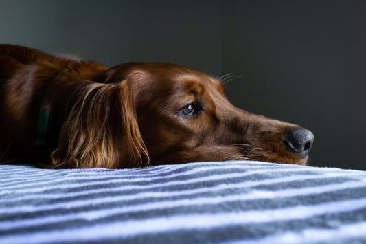 ¿Por qué mi perro está triste?