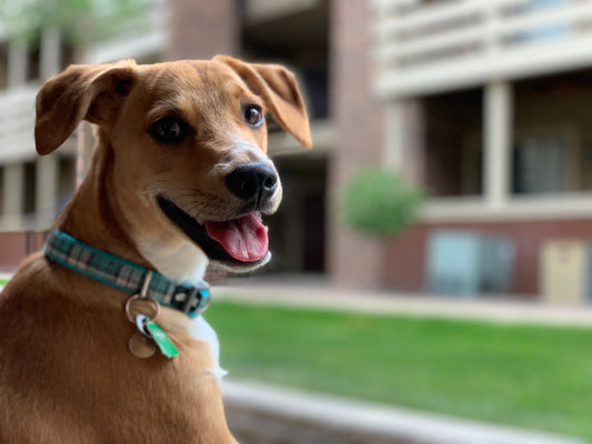 Marley- Mascota Perdida