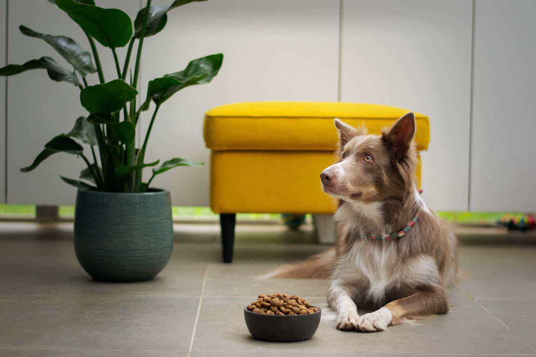 ¿Cómo lograr una comida balanceada para mascotas?