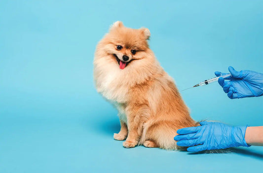 Consejos para la vacunación de tu perro